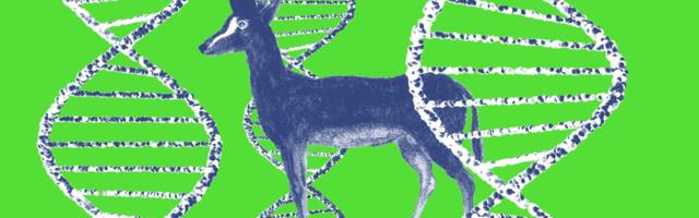 Is this ‘de-extinction’ project actually onto something?