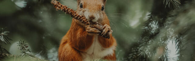 New citizen science project to help endangered red squirrels