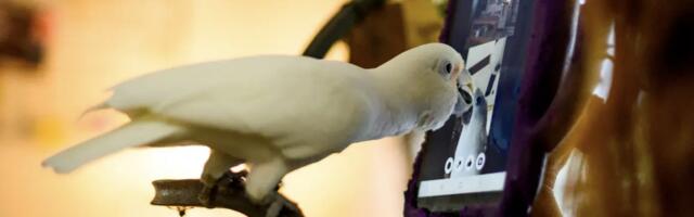 A Surprising Discovery: Parrots Form Friendships Through Video Chatting