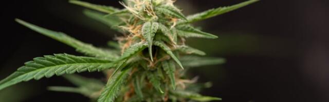 Cannabis Can Help Relieve Chronic Low Back Pain, Major Trial Finds