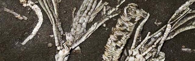 Scientists Find Super-Rare Soft Tissue Fossil From 450-Million-Year-Old Sea Creature