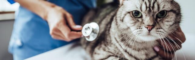 What is the difference between pet insurance and wellness plans?