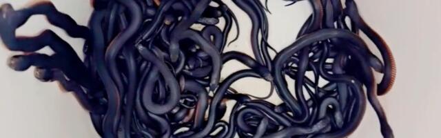 Australian Man Horrified to Discover 102 Snakes Living in His Yard