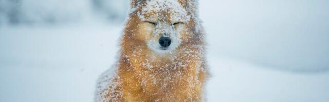 7 Ideas Straight From the Vet to Keep Your Pets Safe in Snowstorms