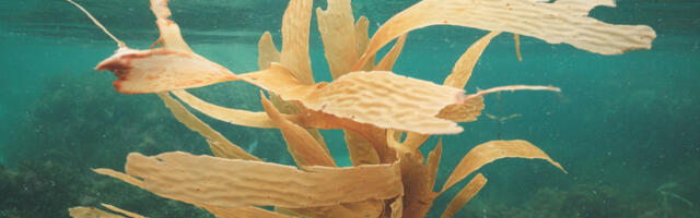Could your Fitbit be made from seaweed in the future?