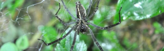 Spiders Hijack Fireflies to Create Devious Glowing Death Traps