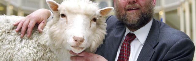 Овечка Долли 30 лет спустя, или как мы все просто забыли о клонировании