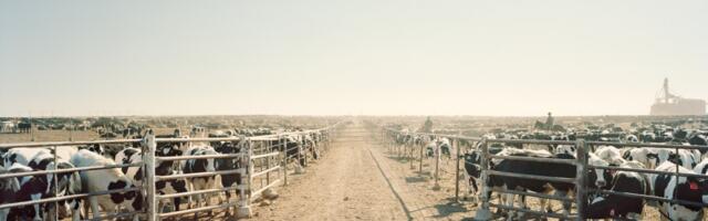 The brutal trade-off that will decide the future of food