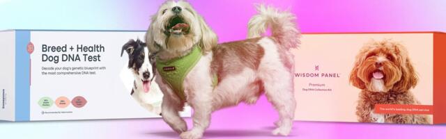 I Tried Two Leading Dog DNA Tests on My Rescue Pup. Here's What They Revealed