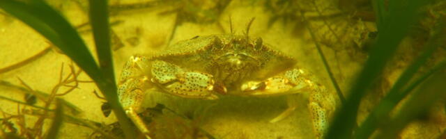 Seagrass is fantastic at carbon capture—and it’s at risk of extinction