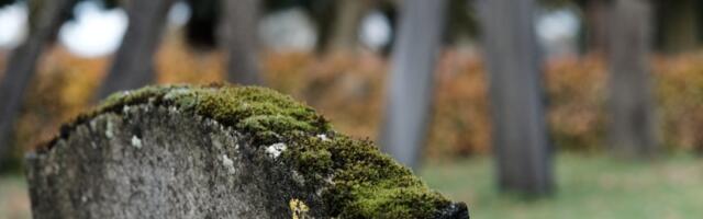 Зеленый свидетель: как мох опроверг алиби подозреваемого