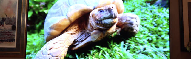 Why Did Most Major Brands Stop Making Curved TVs?