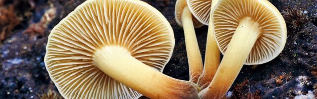 Fungi Could Hold the Key To Reaching Net Zero Emissions