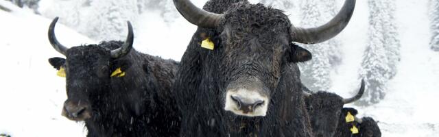 CME Bitcoin Options at Most Bullish Since U.S. Election, ETF Inflows Surge