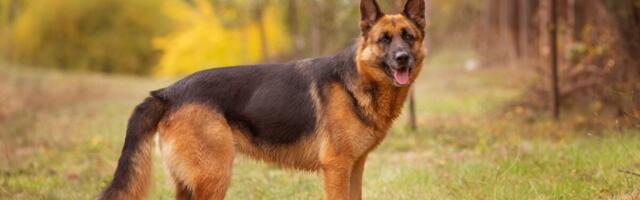 These Are the Dogs Most Likely to Get Diarrhea