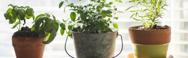 Why your herbs die indoors and the light requirement most people underestimate