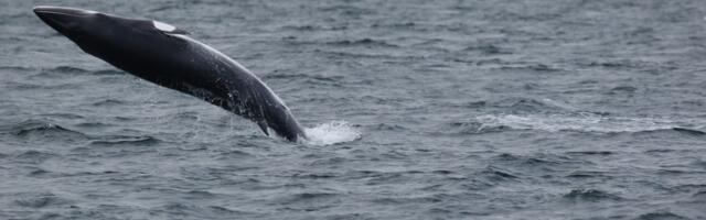 Record high for minke whale sightings but record low for basking sharks, research in Hebrides finds