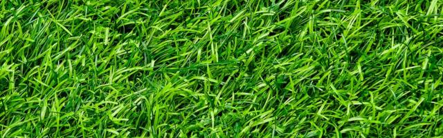 This Lawn Care Trick Could Save Your Grass During a Heatwave
