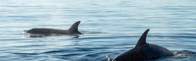 Sperm whales sleep vertically in pods near the ocean surface, motionless and silent for brief stretches, in a posture marine biologists first documented with acoustic tags in 2008