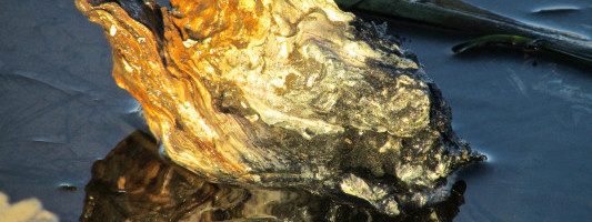 Oyster snaps up $20M for its HR platform aimed at distributed workforces