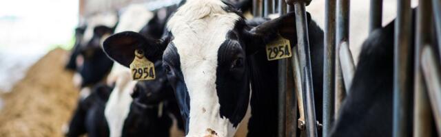 The dairy industry really, really doesn’t want you to say “bird flu in cows”