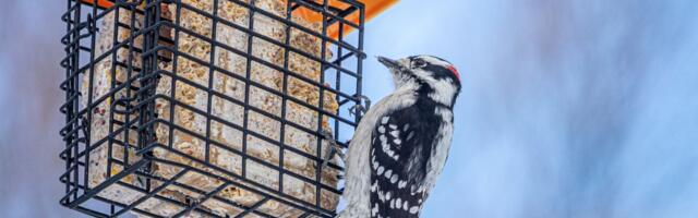Winter Bird Feeding Tips for the Peak of Bird Watching Season (2026)