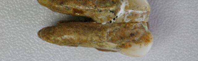 This Human DNA Tweak Came From a Distant Relative—But Not in the Way You’d Think