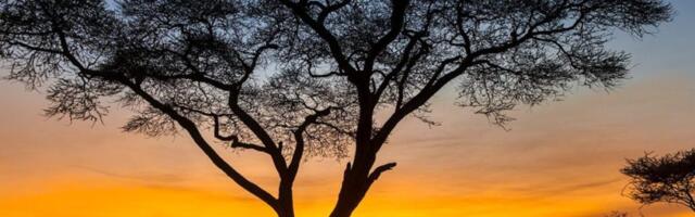 The Safari Industry’s Self-Made Growth Problem