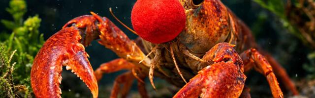 Халява уходит из разработки Агентов