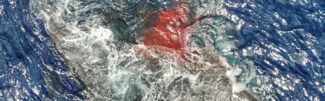 Unprecedented Images Show Sperm Whales Acting as Midwives to Help a Mom Give Birth