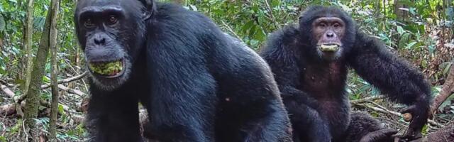 Ugandan chimps split into two factions, then killed rivals