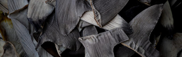China’s shark finning could lead to US seafood sanctions