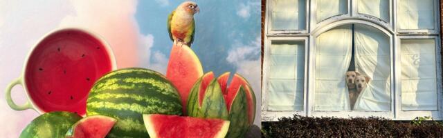 Winners from the 2026 iPhone Photography Awards