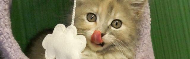 New San Jose cafe combines coffee and kitties waiting for adoption