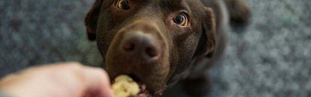 In one dog breed, selection for utility may have selected for obesity