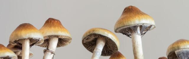 Scientists Realize That Magic Mushrooms Are Even Weirder Than We Thought
