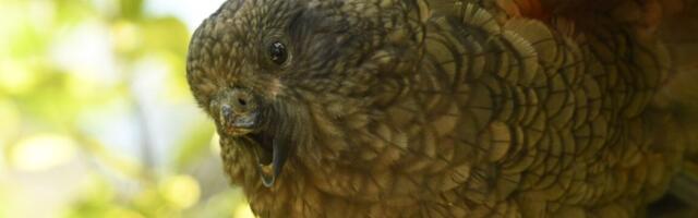 Meet Bruce, the "beak-jousting" parrot