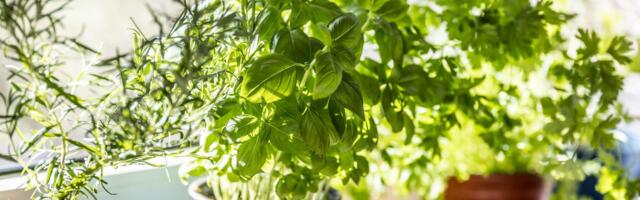 These 7 Houseplants Could Be Your Best Defense Against Indoor Pests