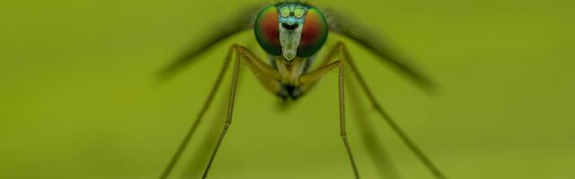 New malaria vaccine shortlisted for European Inventor Award 2026