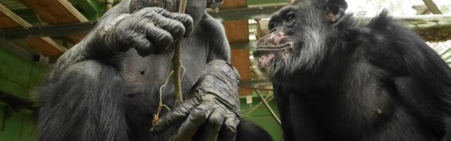 Peeing is contagious among chimps