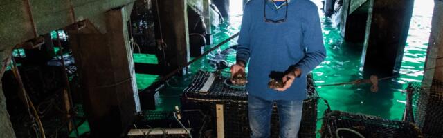 SV Chat: Growing abalone beneath the Monterey Wharf
