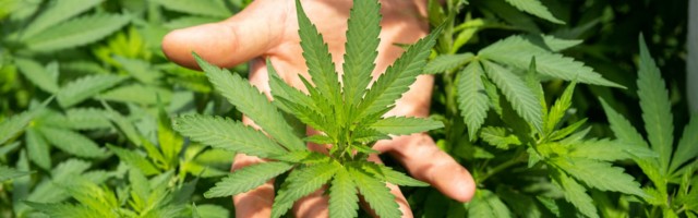 UK’s Grow Group, medical cannabis startup, acquires Spain’s Sanoid, major cannabis producer