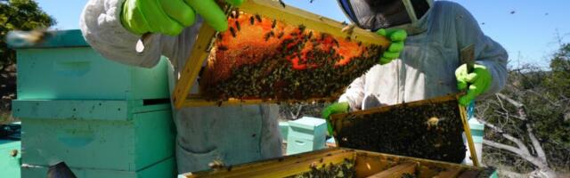 What killed 3 million honey bees in Southern California? Beekeepers fear the answer has larger ramifications