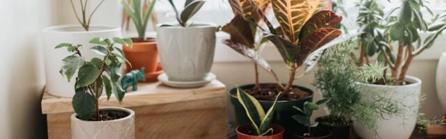 Careless Whispers: Scientists discover that plants can 'talk' to each other using smells