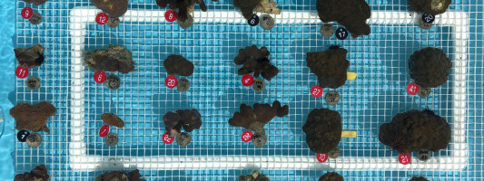 Coral Vita cultivates $2M seed to take its reef restoration mission global