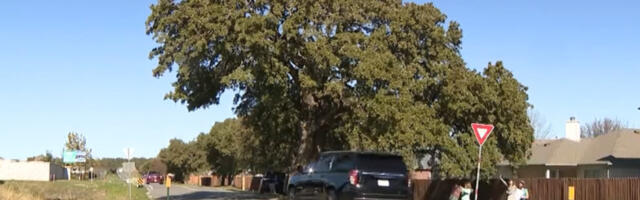 A Texas City Is Relocating A 400-Year-Old Tree, And It'll Be Using Some High-Tech Equipment To Do It