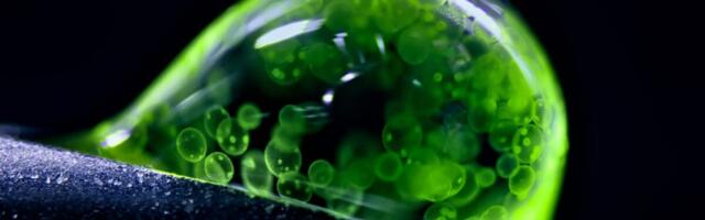 The Best Microscopic Shots of 2025 Will Make You Rethink Reality