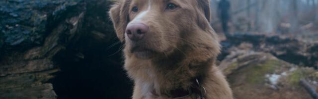 The 'Good Boy' ending is one of the most heartfelt things you'll see this year