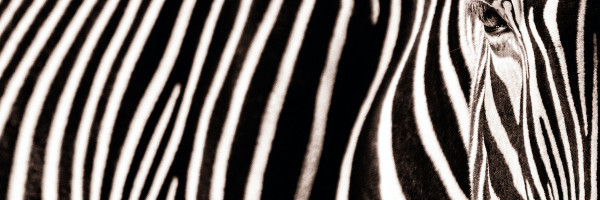 Silicon Valley should reward zebras, not unicorns