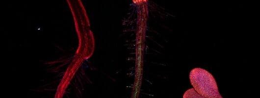 Plants stress cellular systems mapped, new breakthrough